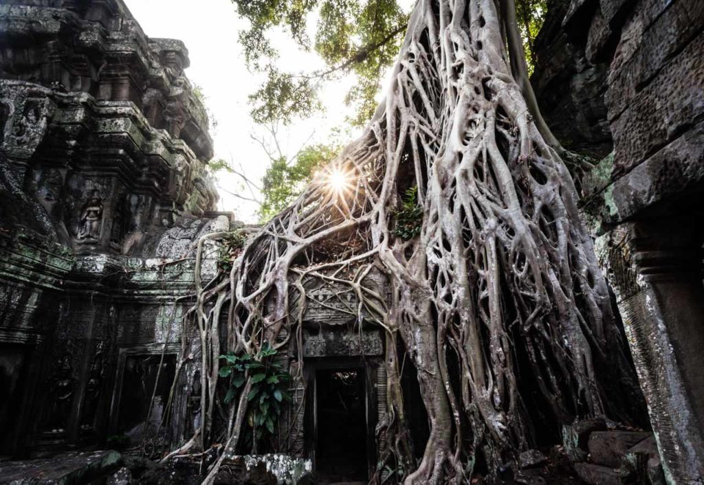 Tree of Ta Prohm
