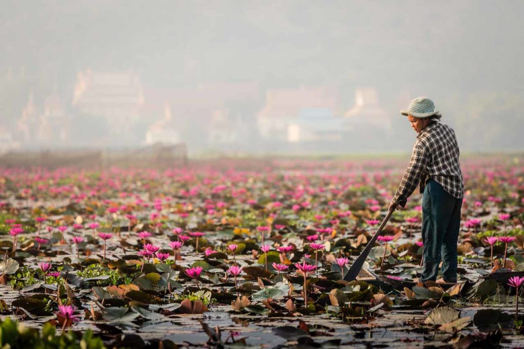 Lily Flowers field