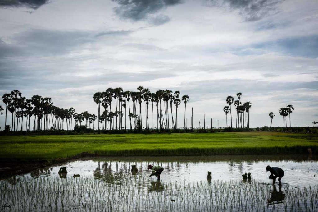 Rice fields Cambodia