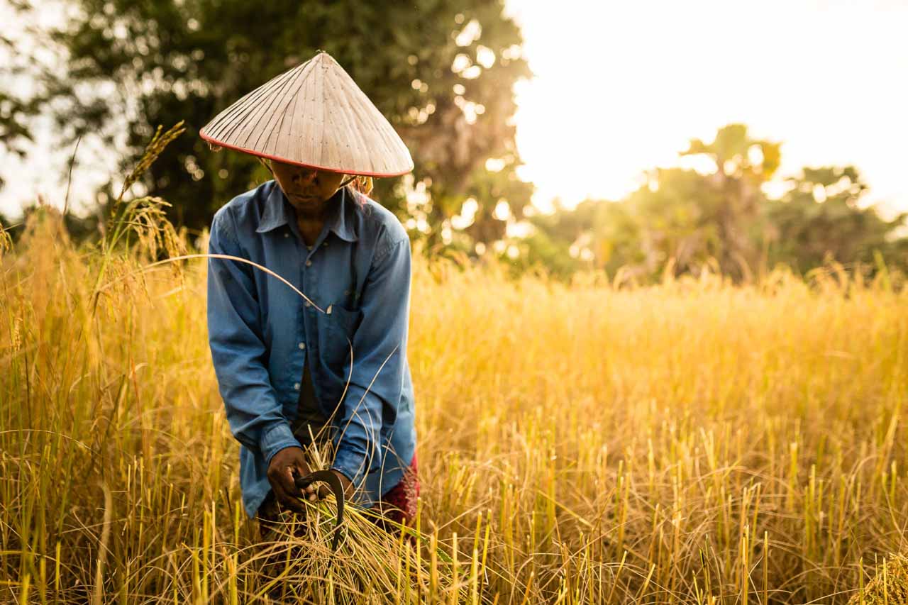 Rice fields of Cambodia