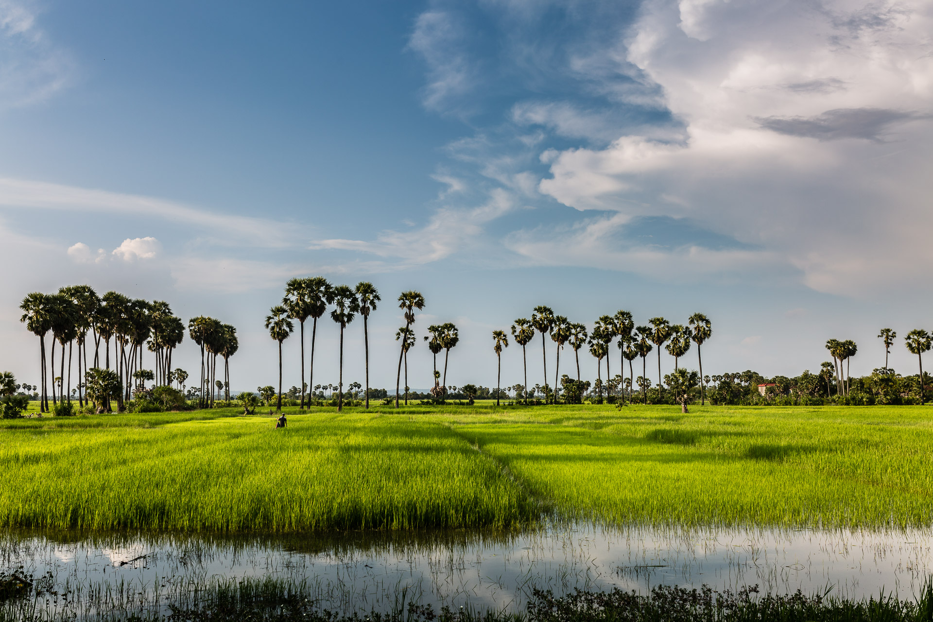 Cambodian rice fields Cambodian rice fields