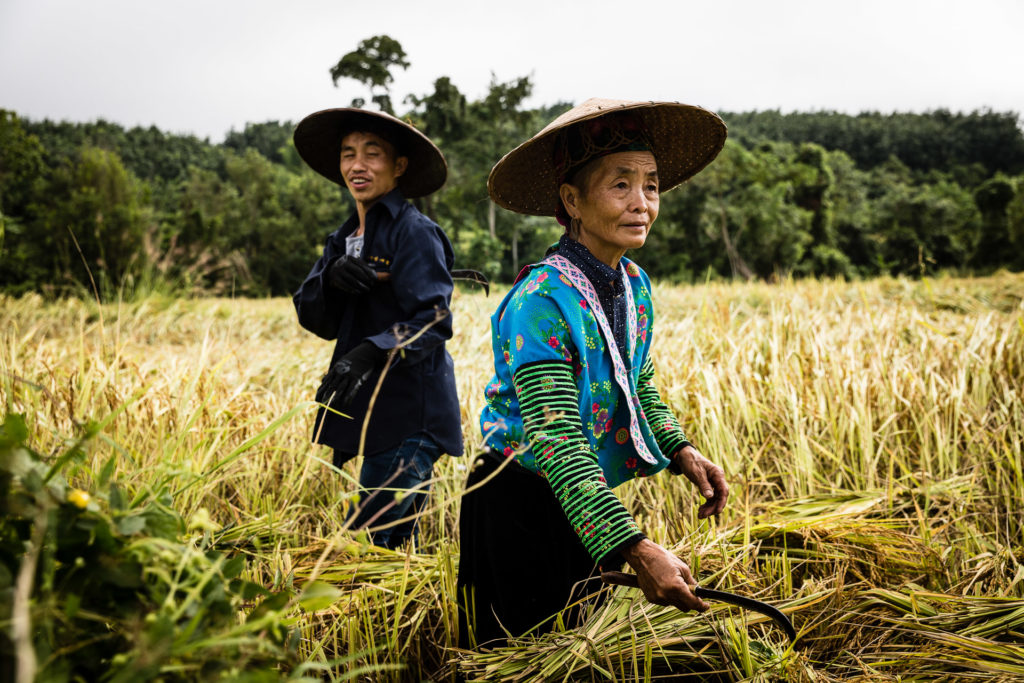 Harvest Laos