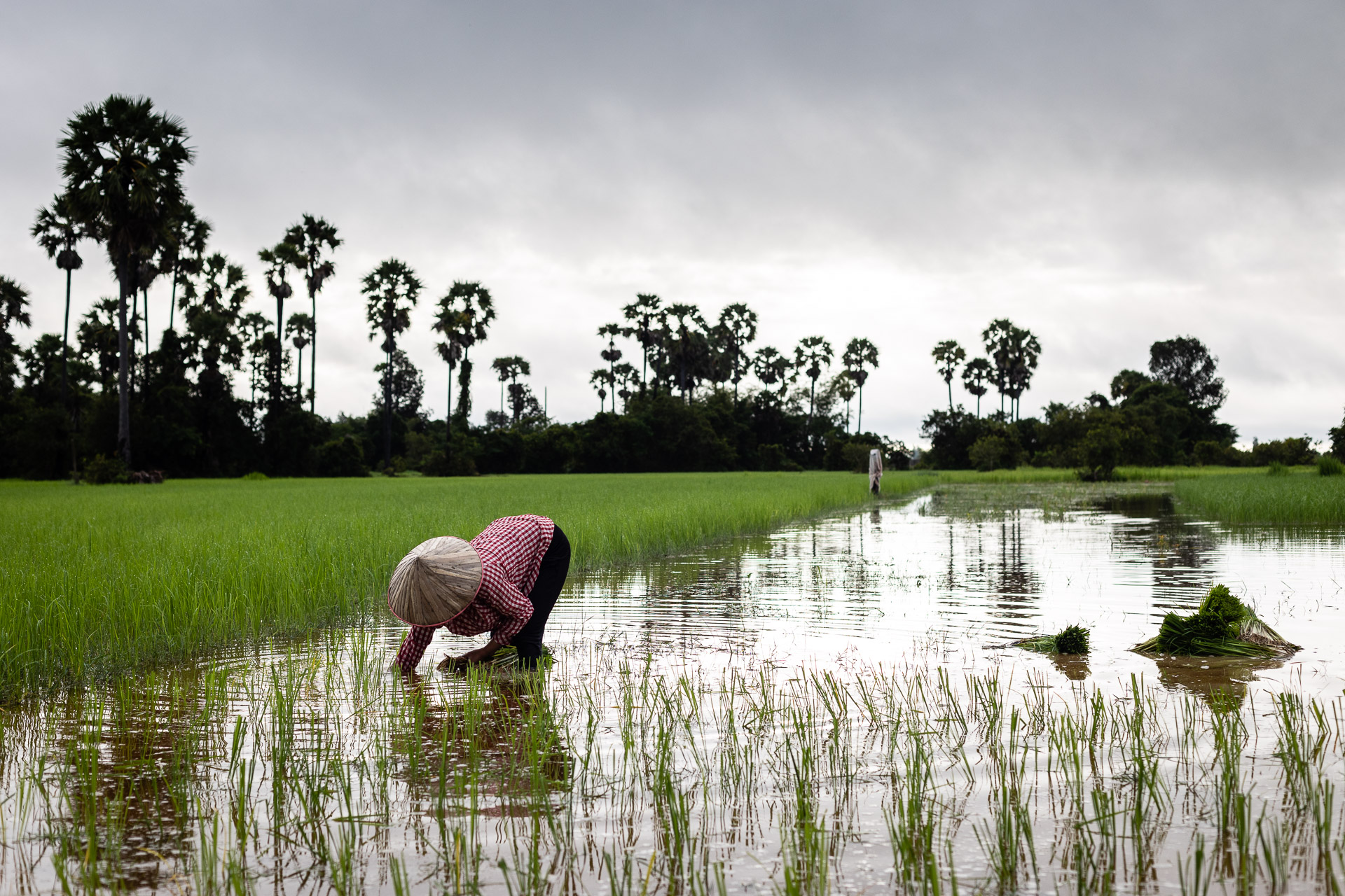rb-2326 Rice planting