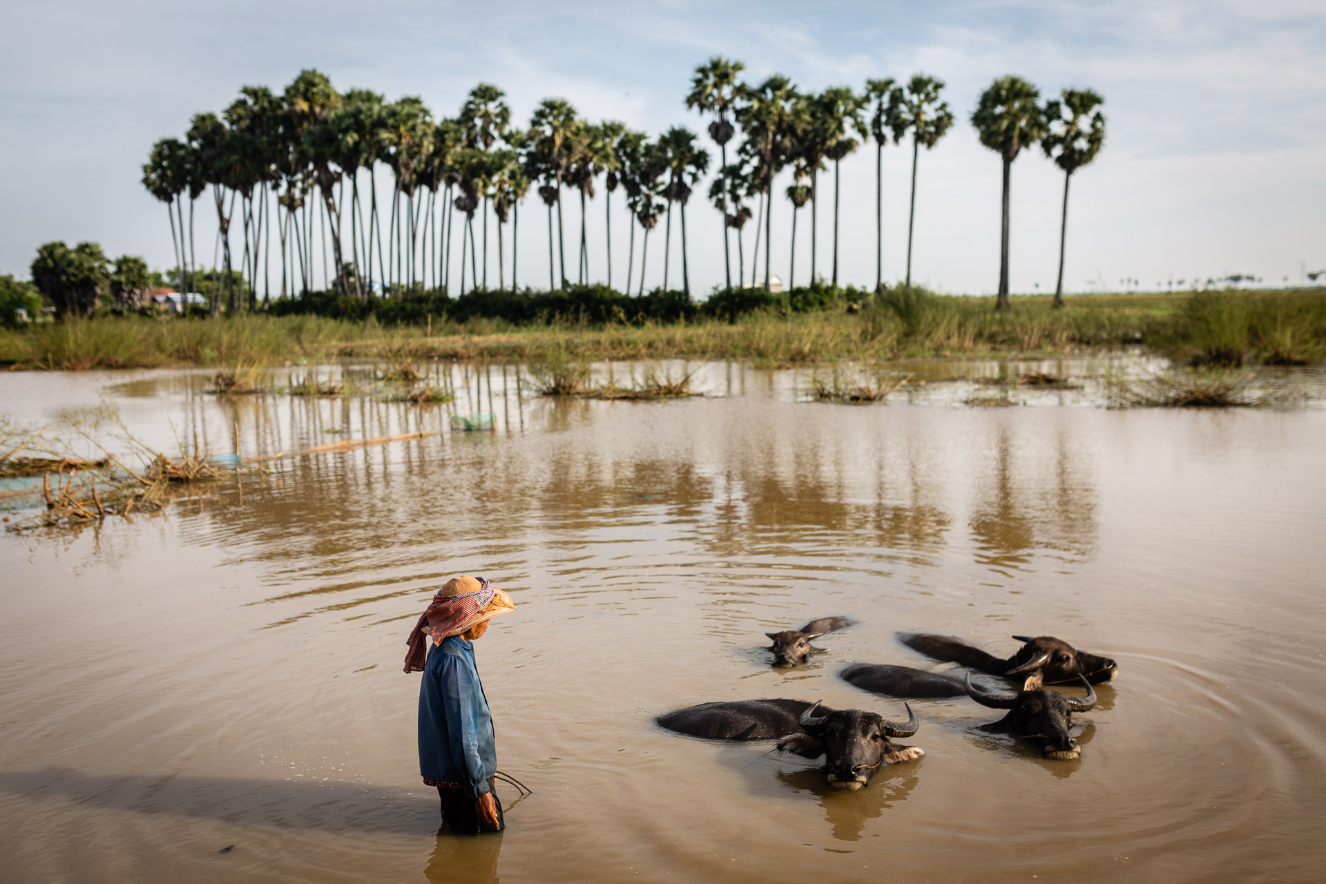Buffalo Cambodia Buffalo Cambodia