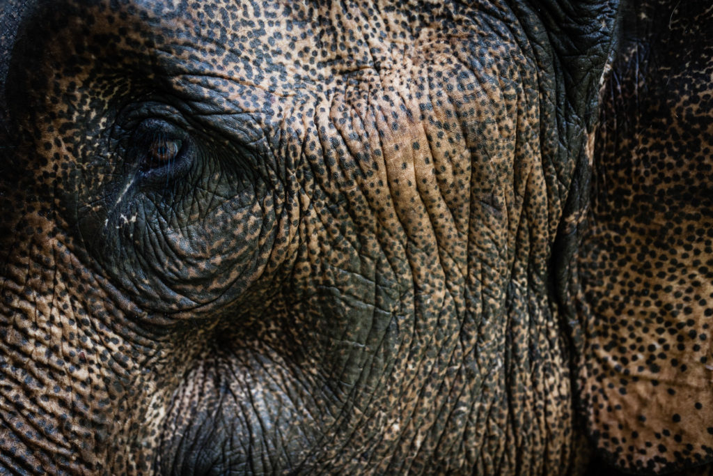 Elephant Laos