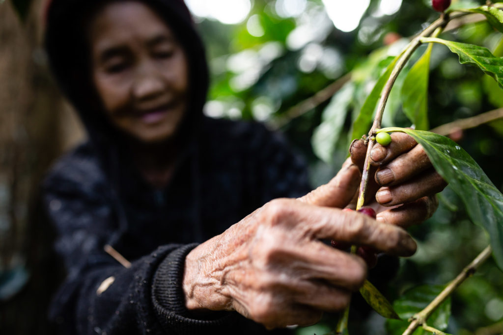 Coffee harvesting