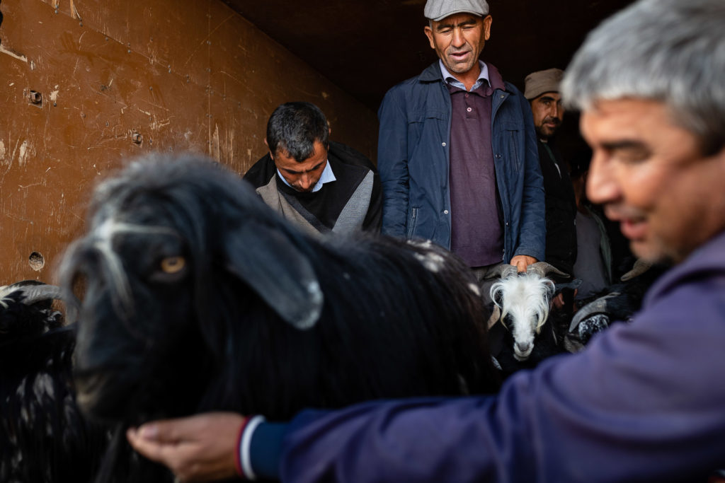 Animal Market