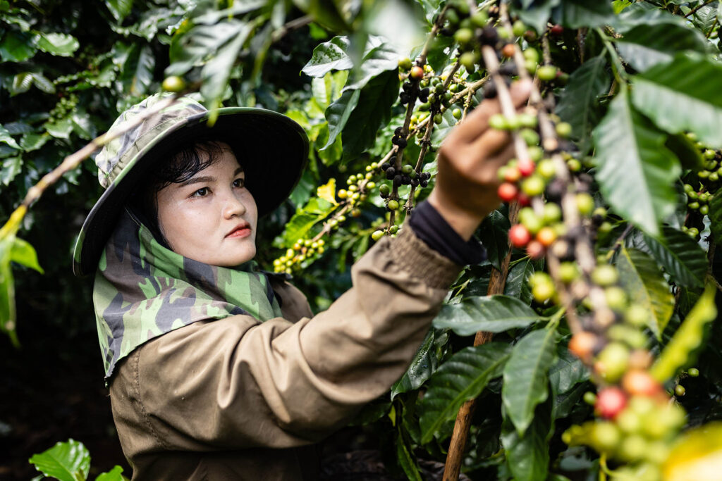 Coffee Harvesting
