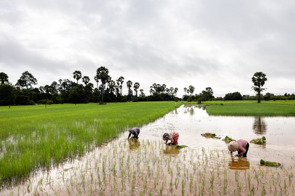 Rice replanting Cambodia