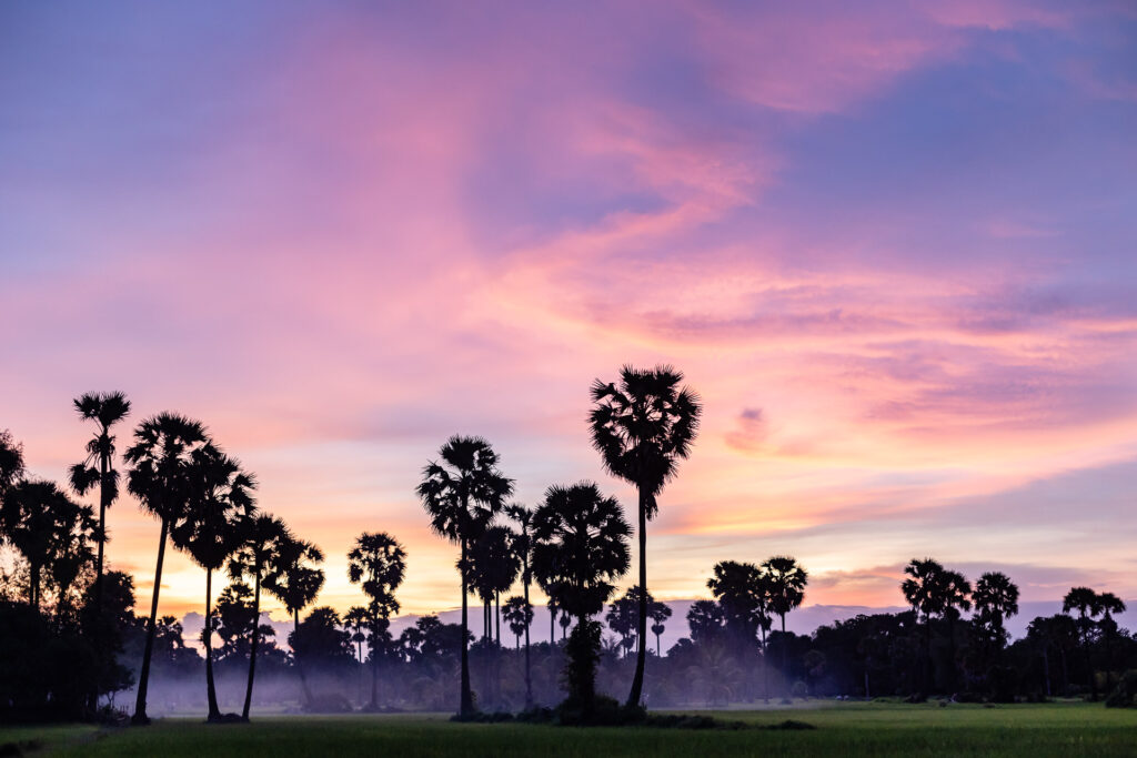 Sunset in the ricefield of Cambodia