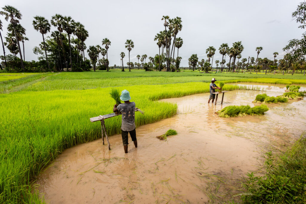 The Green Season in Cambodia
