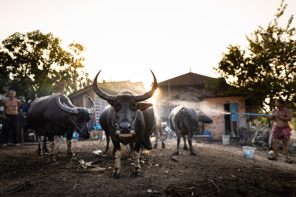 Buffaloes Cambodia