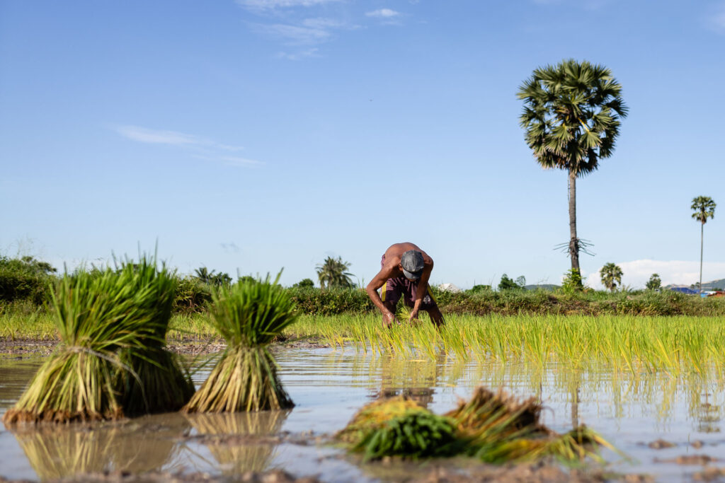 Rice replanting