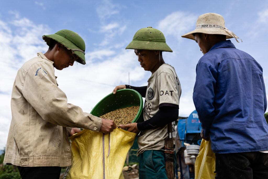Rice Harvesting