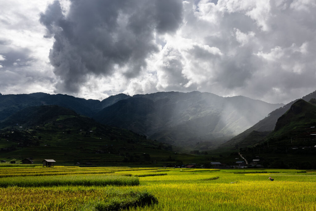 Rainy Day in the rice fields