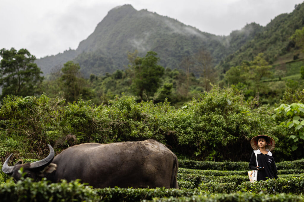 Tea Plantation