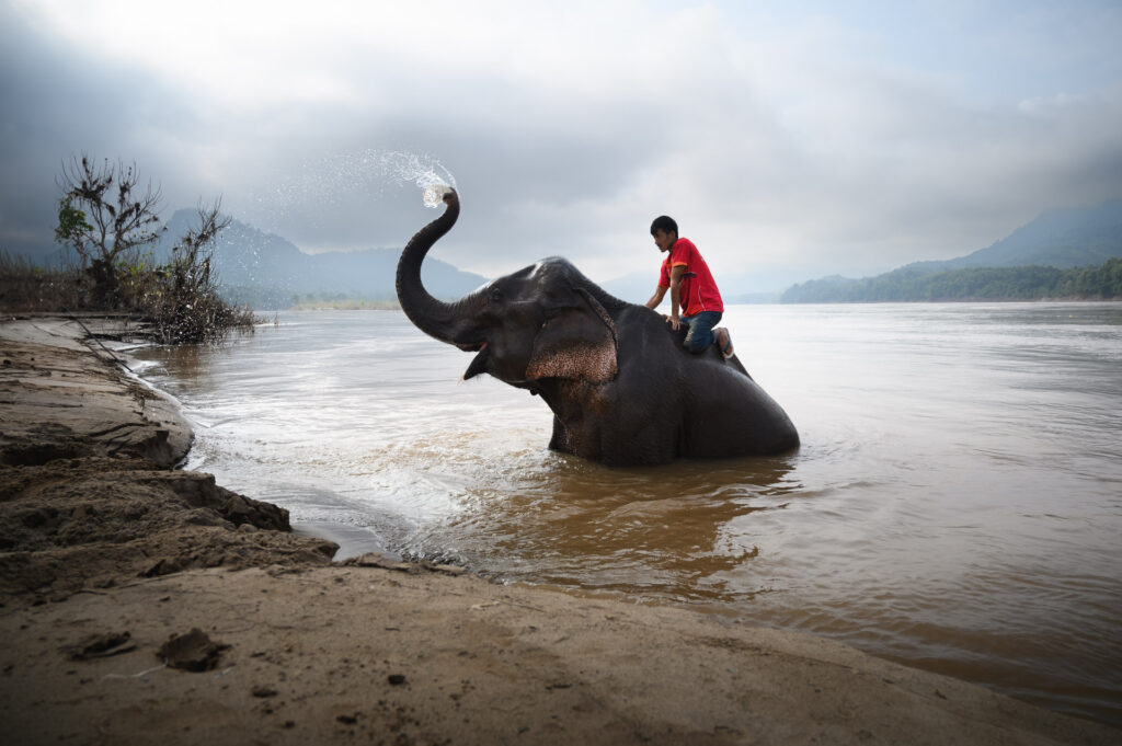 Elephant with his Mahout
