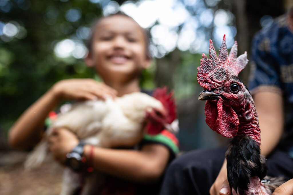 Cock fight