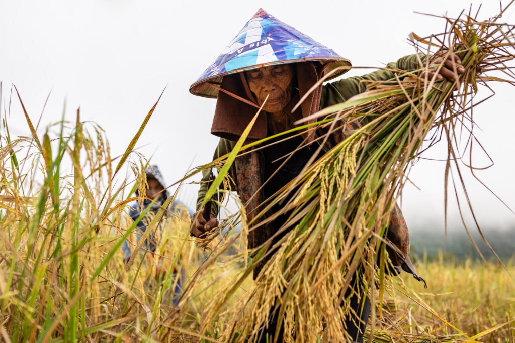 Rice Harvest