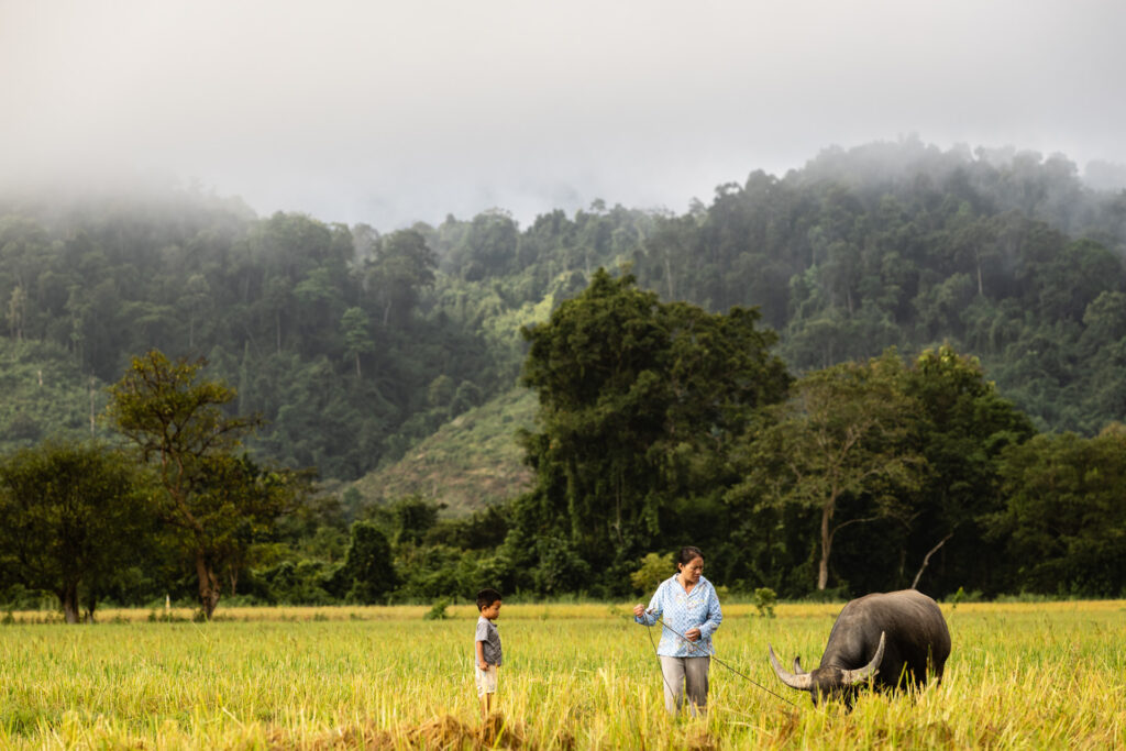 Vang Vieng rice fields