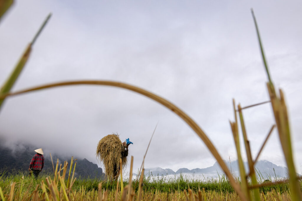 Rice Harvest