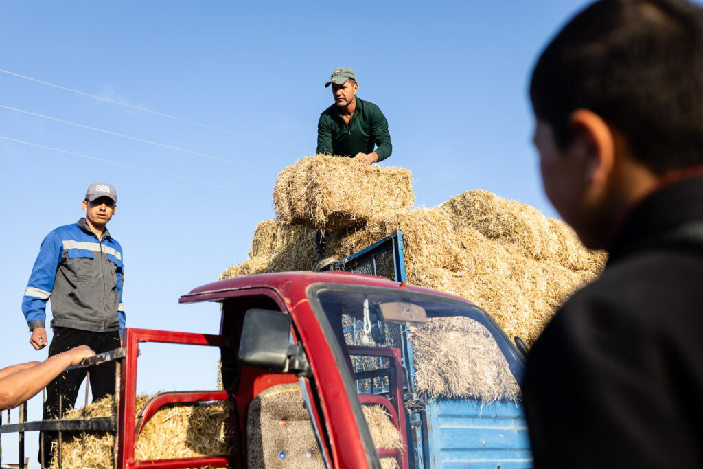 Animal Market in Uzbekistan