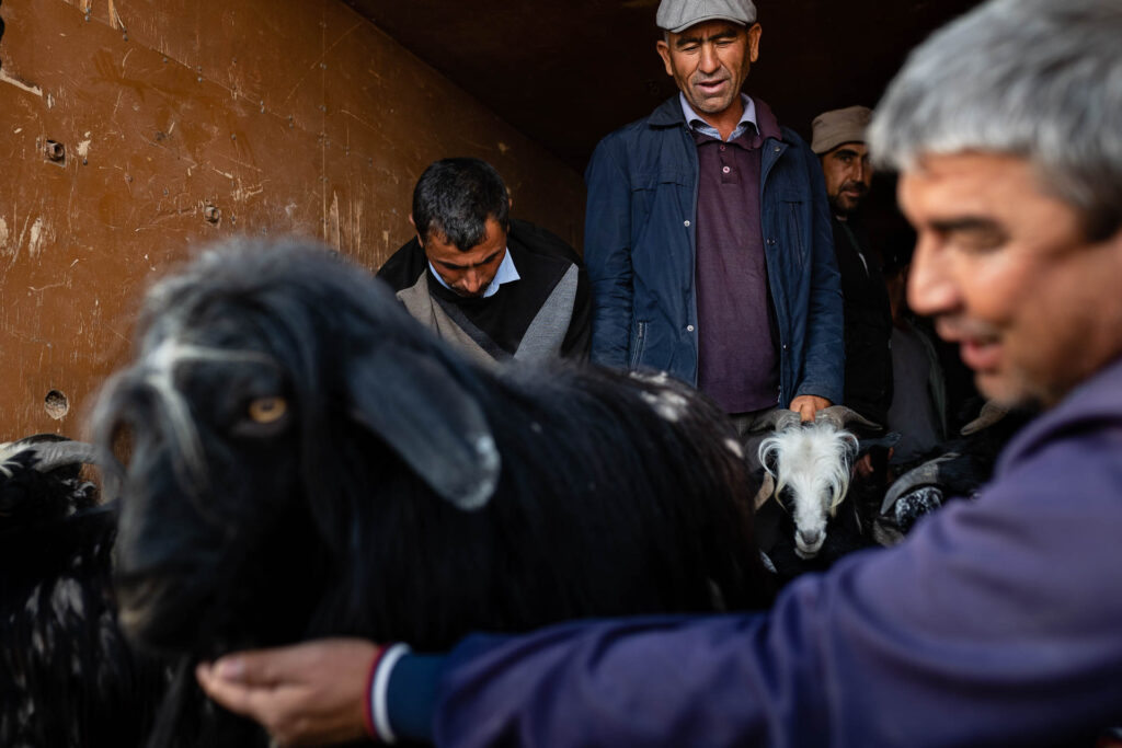 Animal Market in Uzbekistan