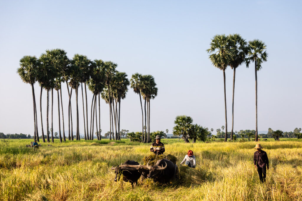 Rice harvesting on 14 November 2024