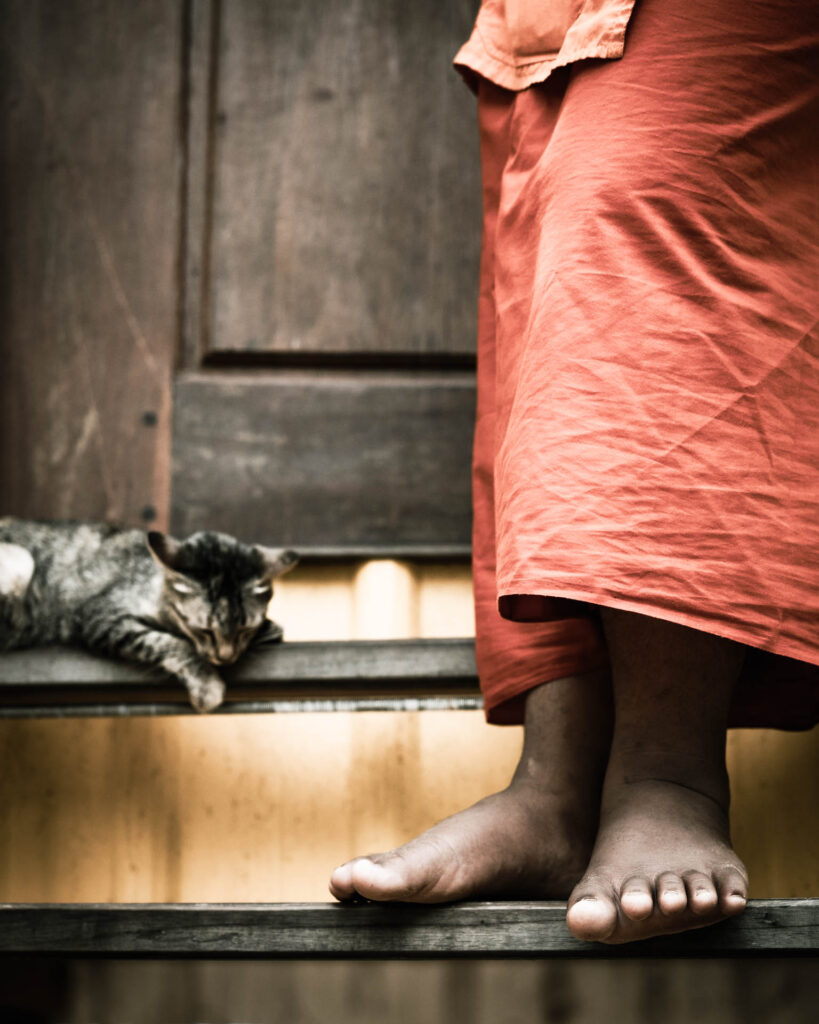 Cat and Orange by Manuela
