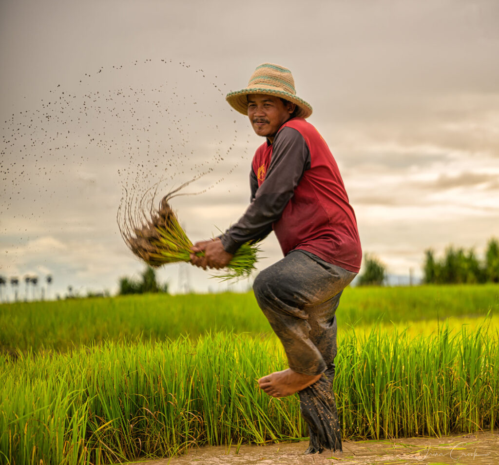 Rice Pulling by Irina Crook