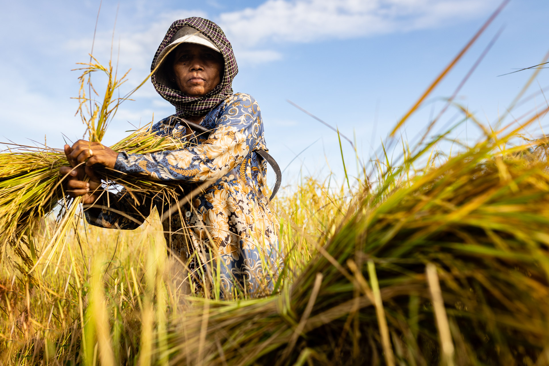 Cambodia Rice Harvest