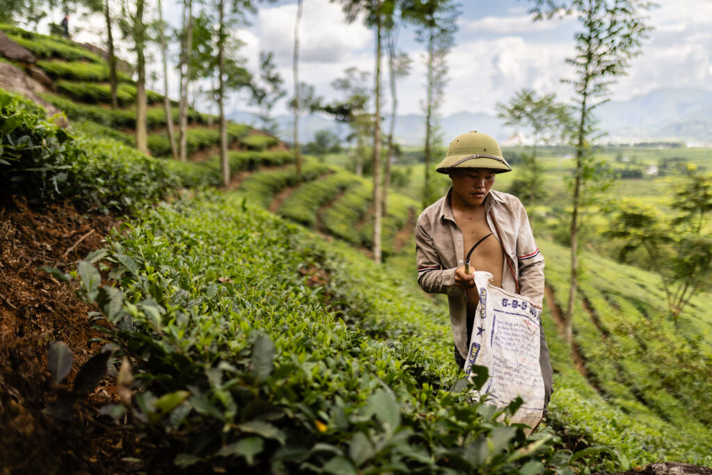 Picking tea leaves in Vietnam