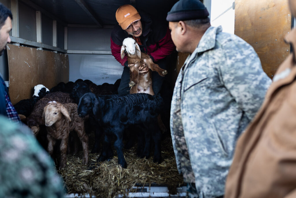 Animal Market in Uzbekistan