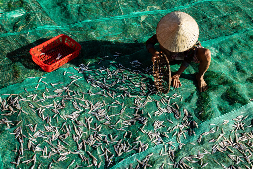 Drying anchovies in Vietnam