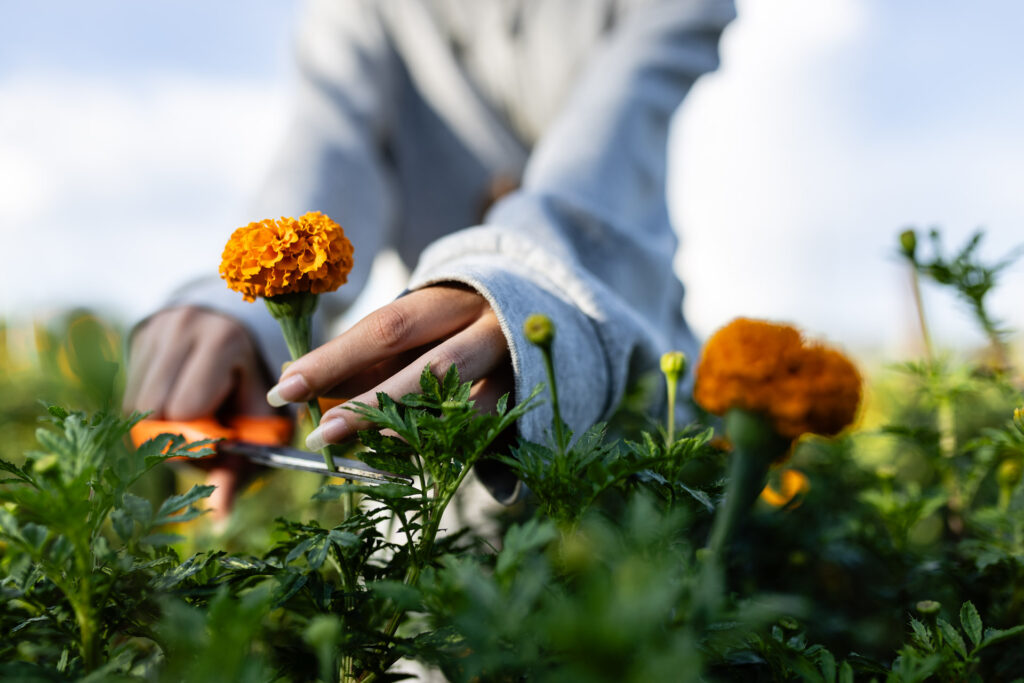 Marigold picking in Laos