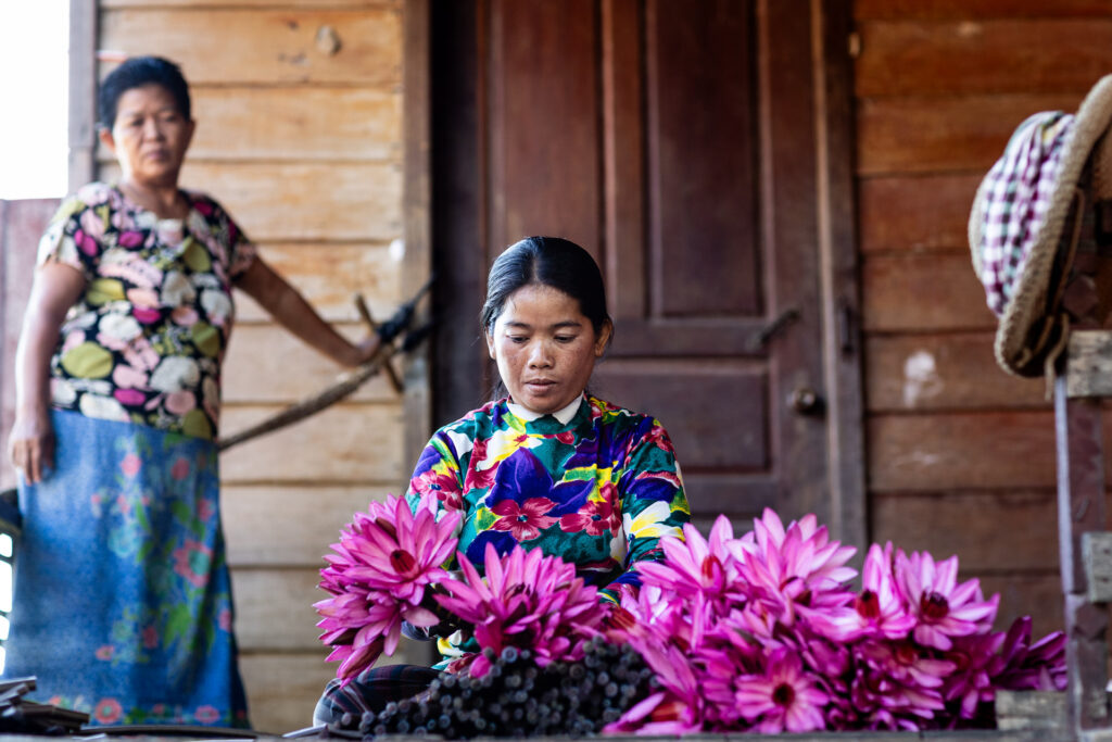 Lily Flowers collection in Cambodia