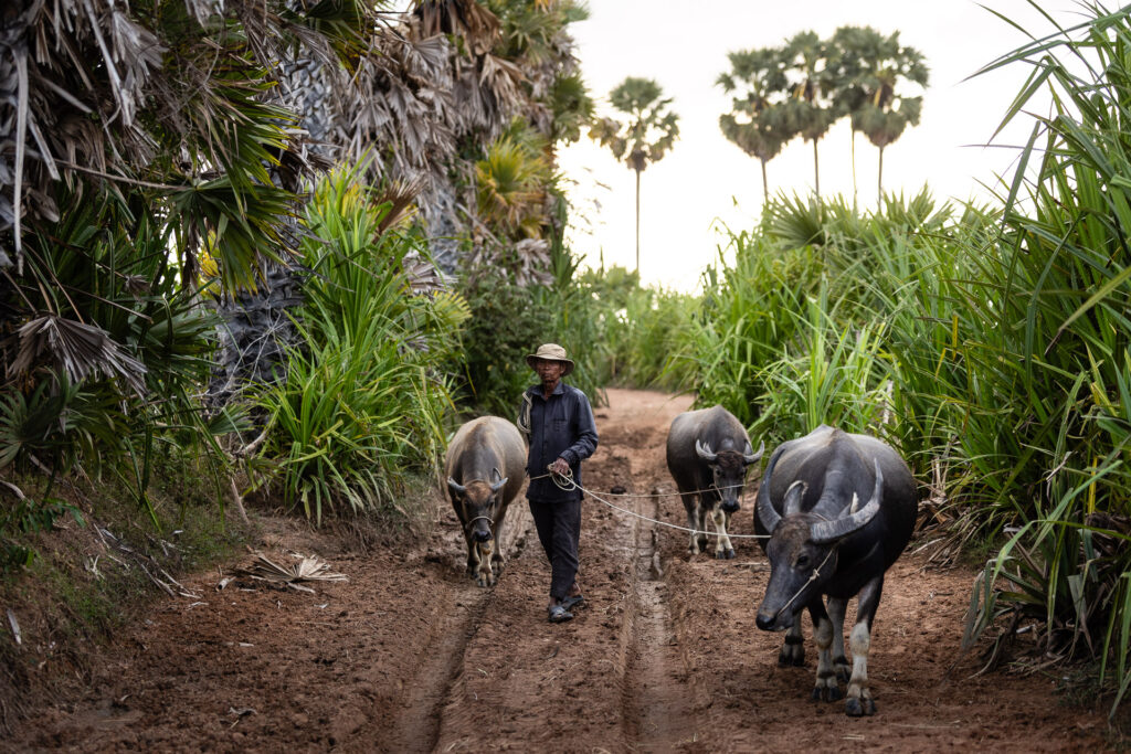 Buffaloes in Cambodia