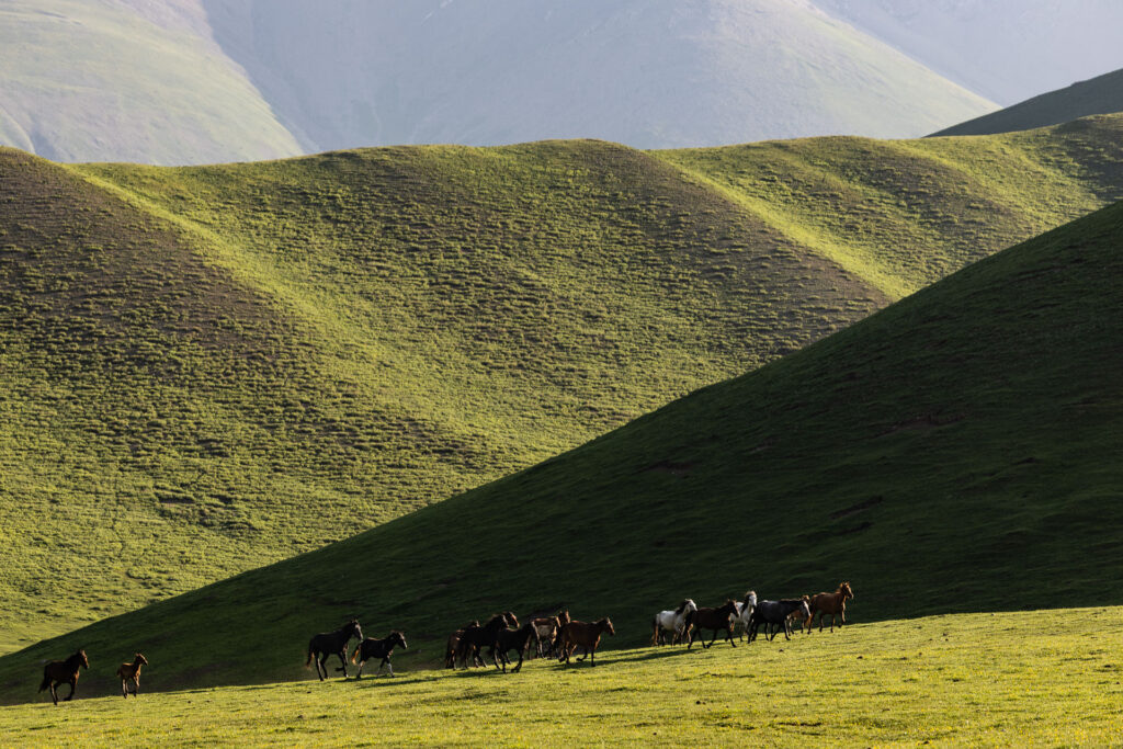 Horses in the morning light