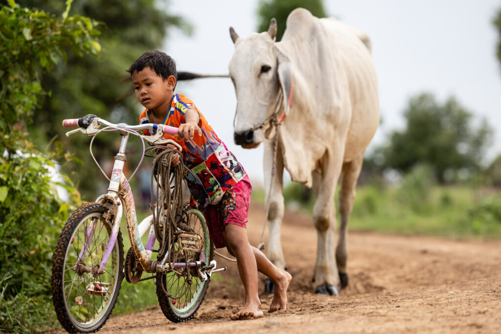 Young Cambodian with his cow
