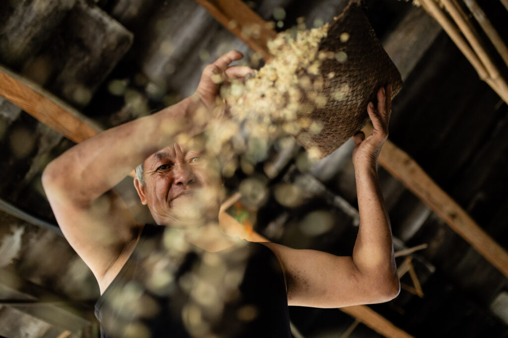 Rice Harvest in Vietnam
