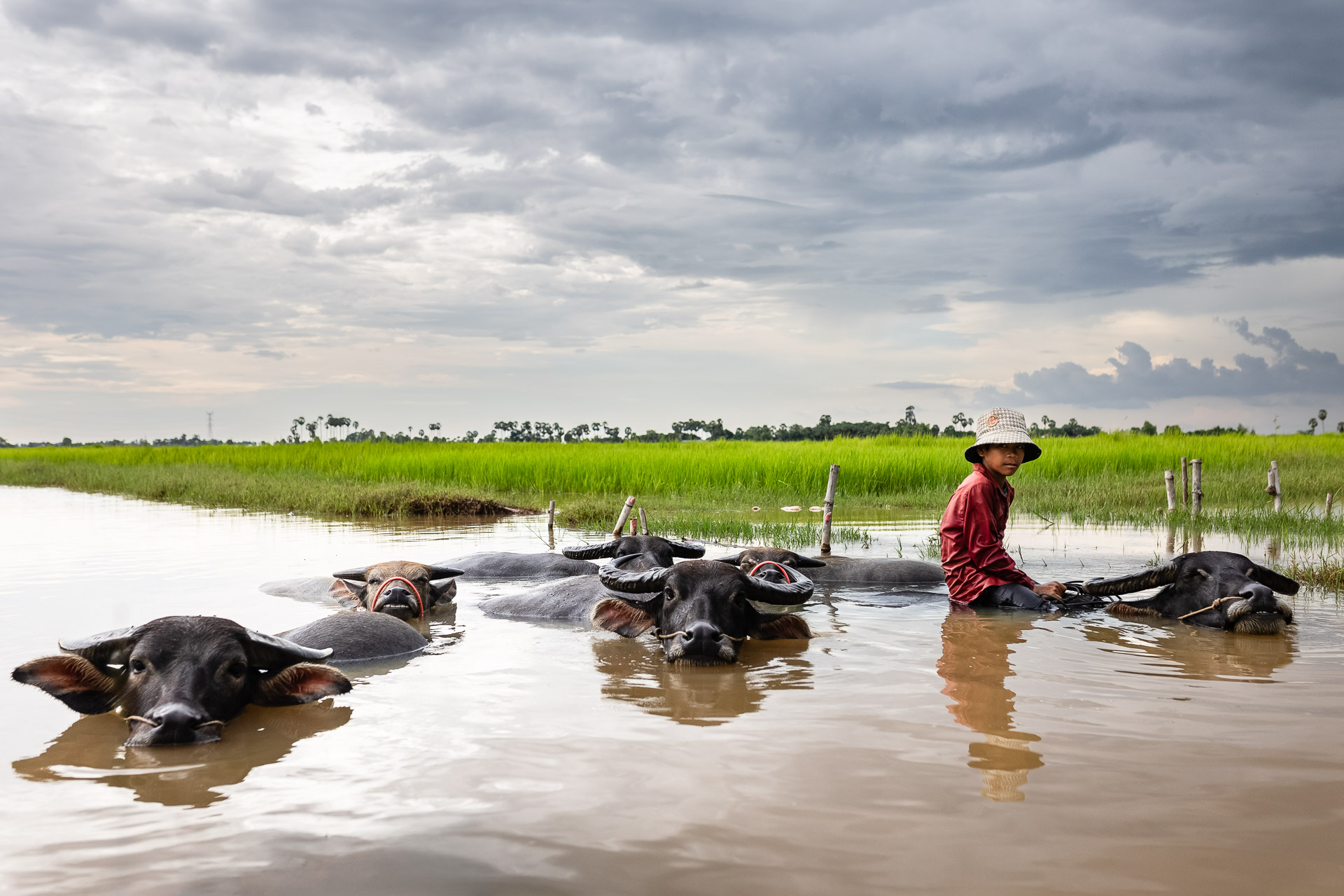 Water buffaloes in Water