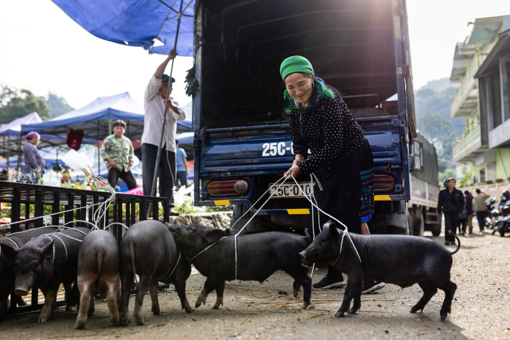 Pigs in the Market